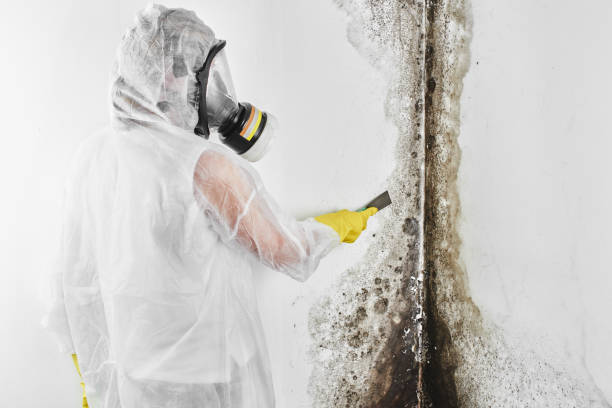 Best Mold Removal Company Near Me  in Mullins, SC