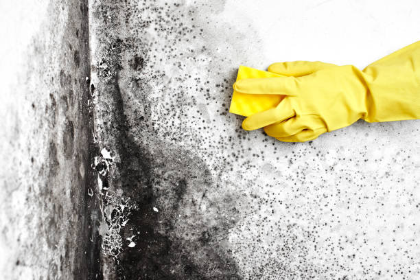 Crawl Space Mold Removal in Mullins, SC