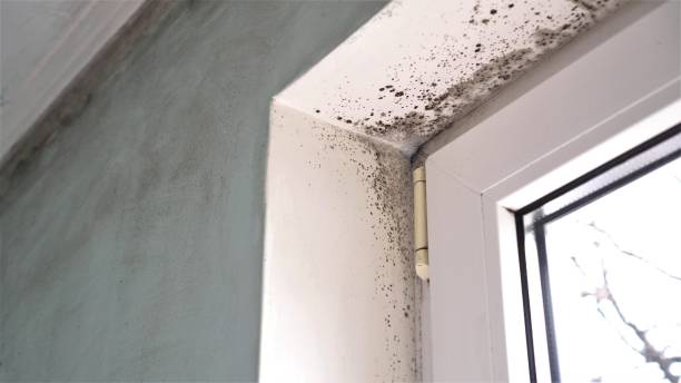 Best Mold Inspection  in Mullins, SC